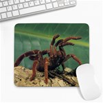 Spider_pictures Large Mousepad