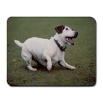 jack russel terrier Small Mousepad