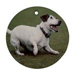 jack russel terrier Ornament (Round)