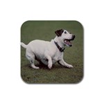 jack russel terrier Rubber Square Coaster (4 pack)