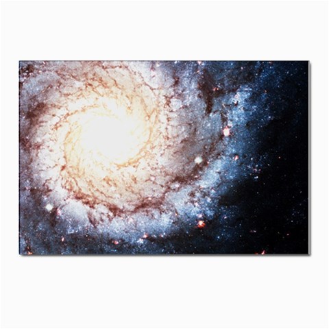 Colorful Cosmos Postcard 4 x 6  (Pkg of 10) from ArtsNow.com Front