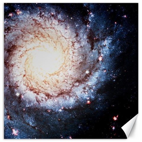 Colorful Cosmos Canvas 12  x 12  from ArtsNow.com 11.4 x11.56  Canvas - 1