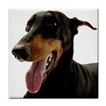 Doberman ceramic wall tile / Tile Coaster / Tile trivet