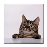 Cat ceramic wall tile / Tile Coaster / Tile trivet