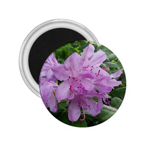 Purple Rhododendron Flower 2.25  Magnets from ArtsNow.com Front