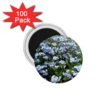 Blue Forget-me-not flowers 1.75  Magnets (100 pack) 