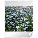 Blue Forget-me-not flowers Canvas 18  x 24  