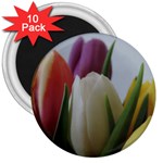 Colored by Tulips 3  Magnets (10 pack) 