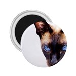 Siamese Cat 2.25  Magnet