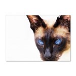 Siamese Cat Sticker A4 (10 pack)