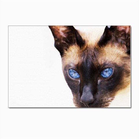 Siamese Cat Postcard 4 x 6  (Pkg of 10) from ArtsNow.com Front