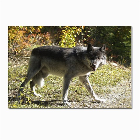 Wolf Teething Postcard 4 x 6  (Pkg of 10) from ArtsNow.com Front