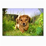 Puppy In Grass Postcard 4  x 6 