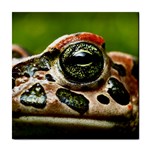 Tropical Frog Eye Tile Coaster