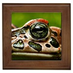 Tropical Frog Eye Framed Tile