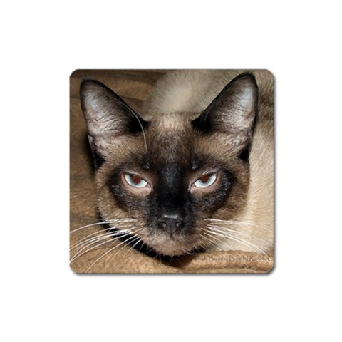 Siamese 1 Magnet (Square) from ArtsNow.com Front