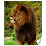 Alert lion Canvas 8  x 10 