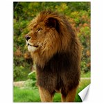 Alert lion Canvas 12  x 16 