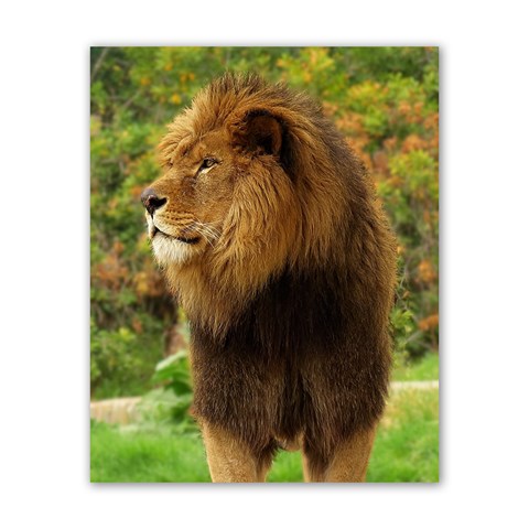 Lion Poster 16  x 20  from ArtsNow.com Front