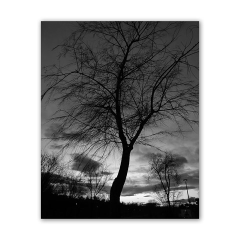 Tree BW Poster 16  x 20  from ArtsNow.com Front