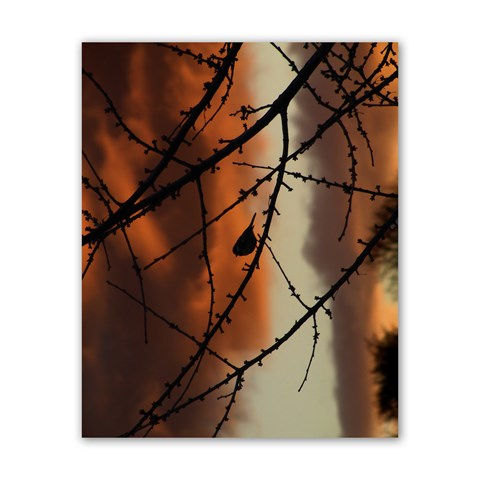 Bird on branches Poster 16  x 20  from ArtsNow.com Front