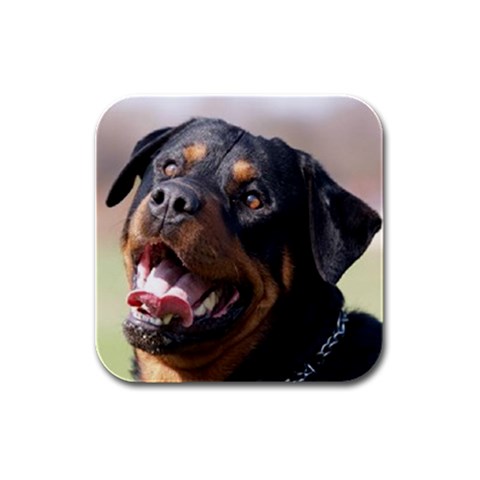 rottweiler Rubber Square Coaster (4 pack) from ArtsNow.com Front