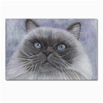 Himi Himalayan Cat Postcards 5  x 7  (Pkg of 10)