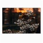 White Flower Postcards 5  x 7  (Pkg of 10)