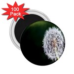 White Flower 2.25  Magnets (100 pack) 