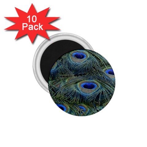 Peacock Feathers Details 1.75  Magnets (10 pack)  from ArtsNow.com Front