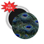 Peacock Feathers Details 2.25  Magnets (10 pack) 