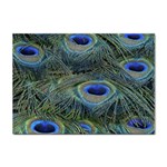 Peacock Feathers Details Sticker A4 (10 pack)