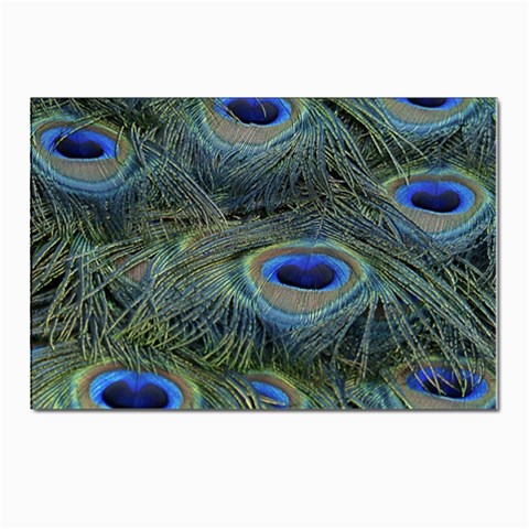 Peacock Feathers Details Postcard 4 x 6  (Pkg of 10) from ArtsNow.com Front