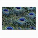 Peacock Feathers Details Postcard 4 x 6  (Pkg of 10)