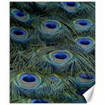 Peacock Feathers Details Canvas 8  x 10 