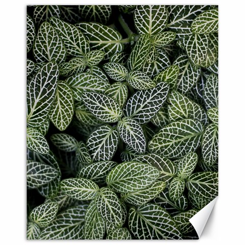 Leaves Foliage Botany Plant Canvas 16  x 20  from ArtsNow.com 15.75 x19.29  Canvas - 1