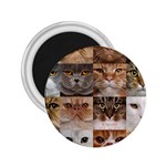 Breeds Of Cats Collage 2.25  Magnets