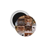 Breeds Of Cats Collage 1.75  Magnets