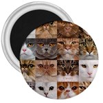 Breeds Of Cats Collage 3  Magnets