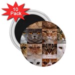 Breeds Of Cats Collage 2.25  Magnets (10 pack) 