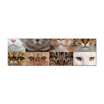 Breeds Of Cats Collage Sticker (Bumper)