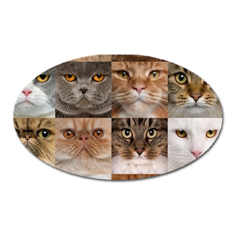 Breeds Of Cats Collage Oval Magnet from ArtsNow.com Front