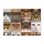 Breeds Of Cats Collage Sticker A4 (10 pack)