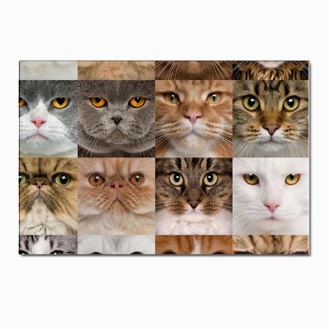 Breeds Of Cats Collage Postcard 4 x 6  (Pkg of 10) from ArtsNow.com Front