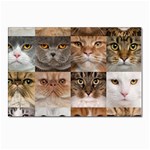 Breeds Of Cats Collage Postcard 4 x 6  (Pkg of 10)