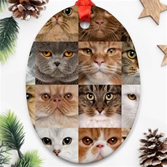 Breeds Of Cats Collage Oval Ornament (Two Sides) from ArtsNow.com Front