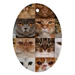 Breeds Of Cats Collage Oval Ornament (Two Sides)