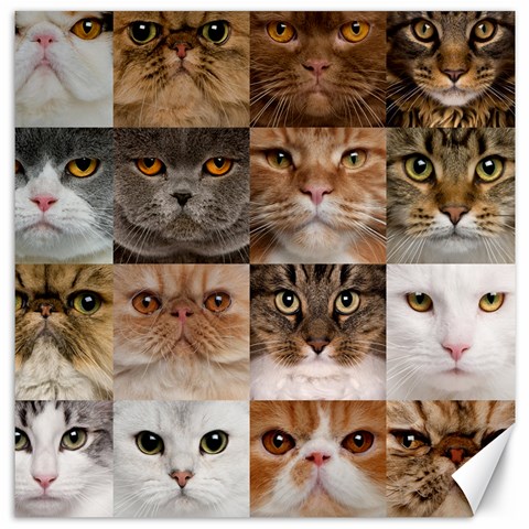 Breeds Of Cats Collage Canvas 12  x 12  from ArtsNow.com 11.4 x11.56  Canvas - 1