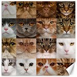 Breeds Of Cats Collage Canvas 16  x 16 