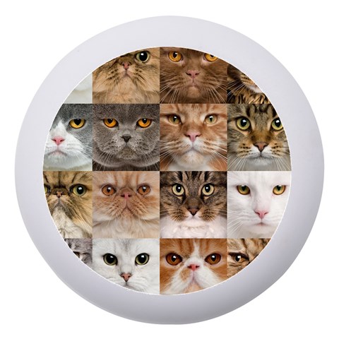 Breeds Of Cats Collage Dento Box with Mirror from ArtsNow.com Front